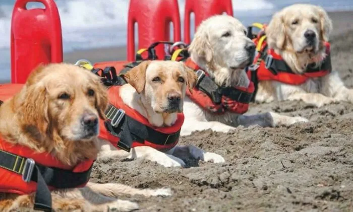 Croatia Is Among The Few Countries In The World That Employ Specially Trained Dog Lifeguards To Assist In Water Rescues During The Summer Season