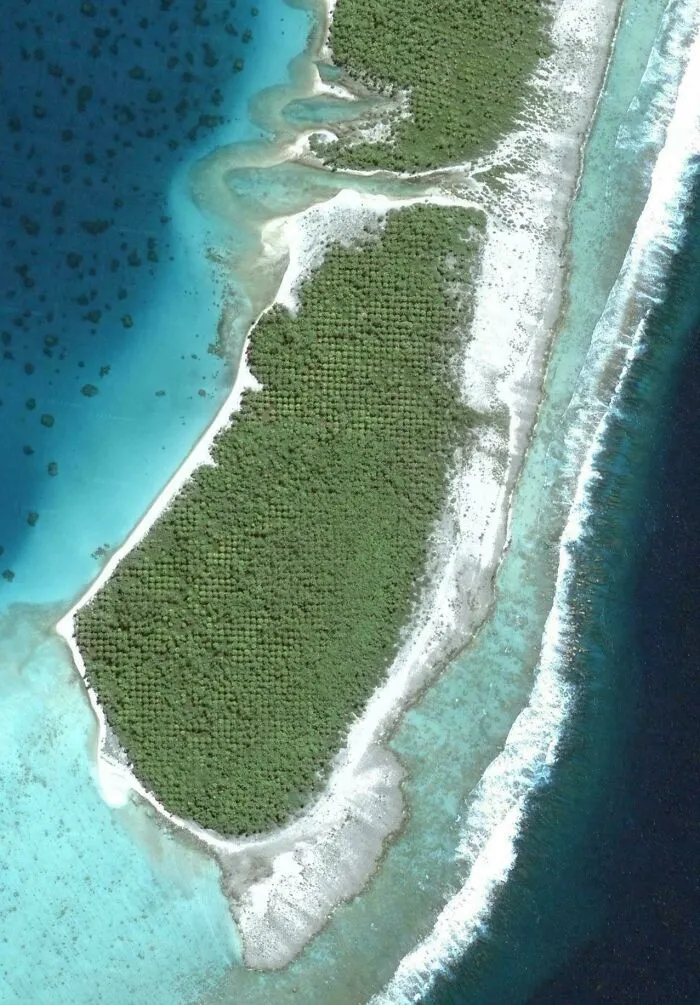 Would Anyone Know Why These Palm Trees Are In A Perfect Grid On This Uninhabited Atoll In The Cook Islands? (-16.5642491, -154.6216591)