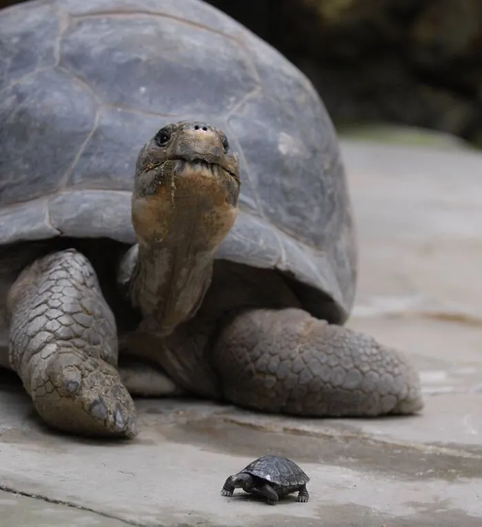 La diferencia de tamaño entre una tortuga de las Galápagos adulta y una recién nacida