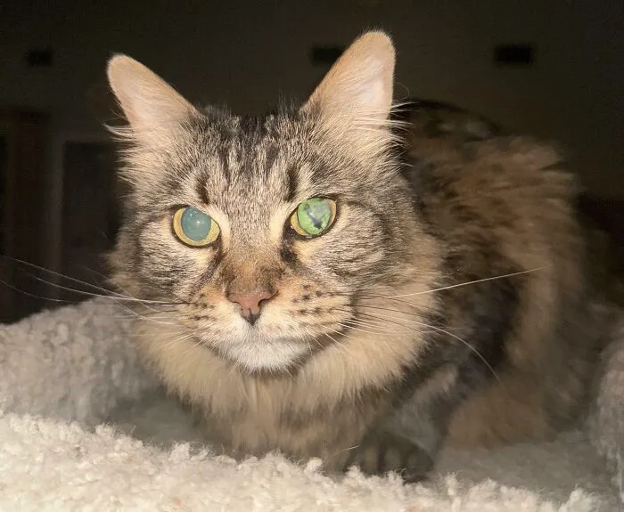 La diferencia entre el ojo ciego y el ojo funcional de mi gato bajo la luz