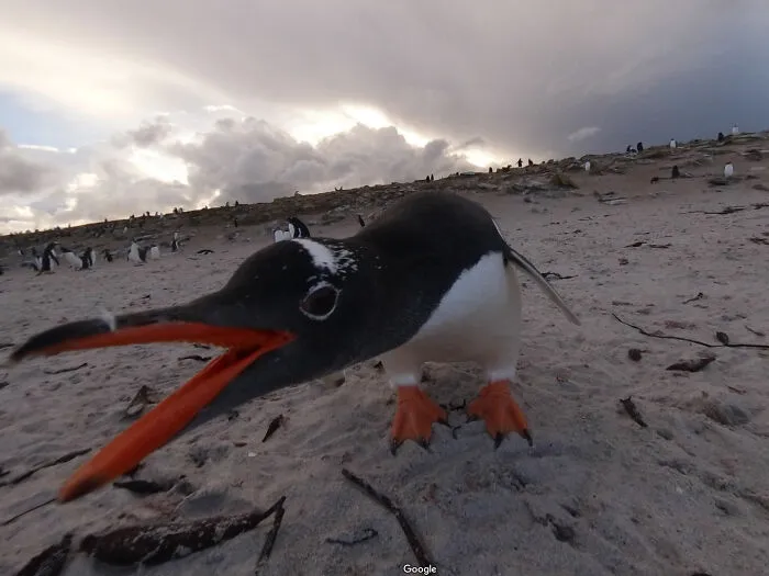 Close-up of a penguin on sandy beach, one of the shenanigans captured on Google Maps in a unique wildlife moment.