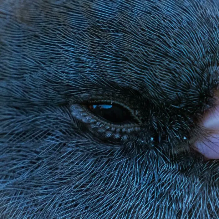 Bird Eyelashes Are Tiny Feathers