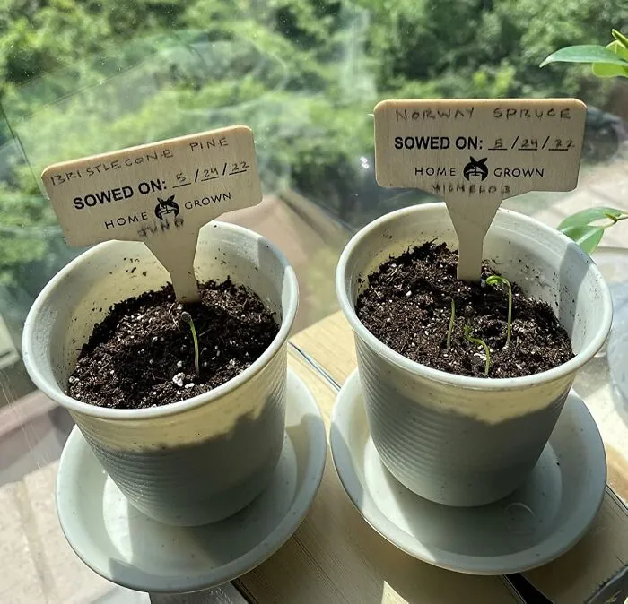 Apparently, Your Feed's Algorithm Has Decided You're Ready For The Quiet Contemplation And Meticulous Pruning Life, Hence The Sudden Surge Of These Trendy <a Style="Display:inline;" Href="Https://Www.amazon.com/Bonsai-Tree-Kit-Gardening-Gifts/Dp/B085p1j7ll?ie=utf8&linkcode=ll1&tag=bpbuffalo-20&linkid=abf49aafcfe775ce44c06efd65dce2e2&language=en_us&ref_=as_li_ss_tl" Target="_blank"><span Style="Font: Inherit; Color: #d74b1f;"> Bonsai Tree Kits </Span> Everywhere