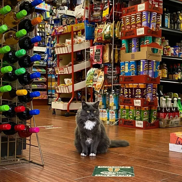 44 Adorable Cats Found Lounging And Ruling Inside NYC Bodegas