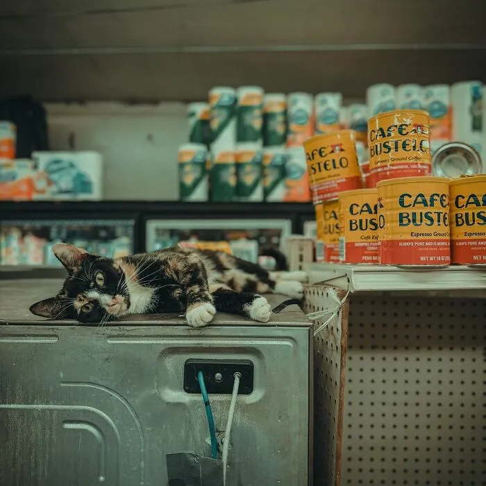 44 Adorable Cats Found Lounging And Ruling Inside NYC Bodegas