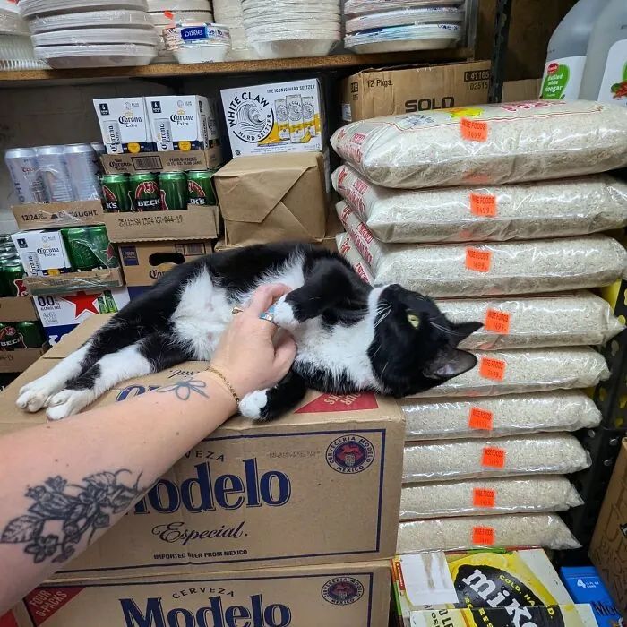 44 Adorable Cats Found Lounging And Ruling Inside NYC Bodegas