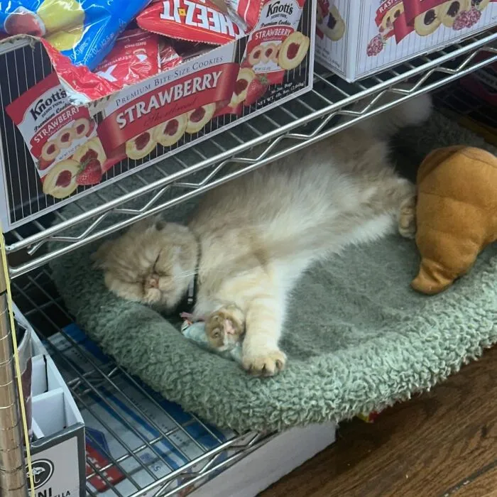 44 Adorable Cats Found Lounging And Ruling Inside NYC Bodegas