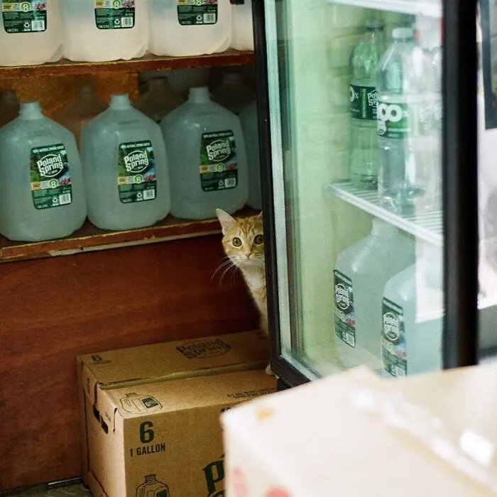 44 Adorable Cats Found Lounging And Ruling Inside NYC Bodegas