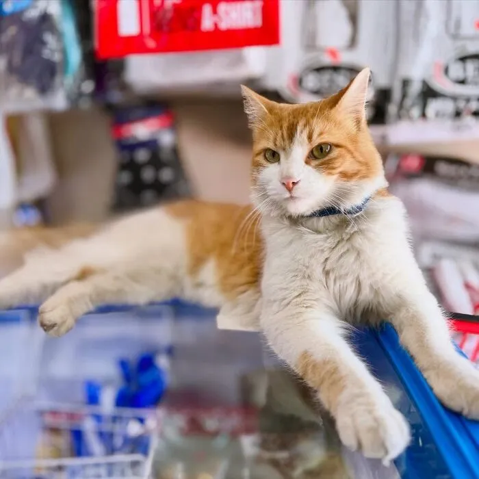 44 Adorable Cats Found Lounging And Ruling Inside NYC Bodegas