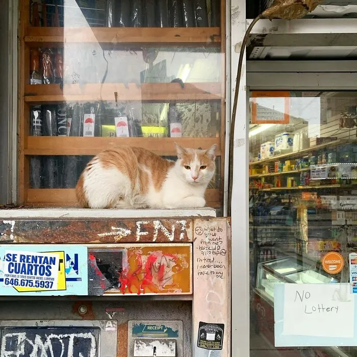 44 Adorable Cats Found Lounging And Ruling Inside NYC Bodegas