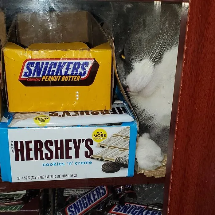 44 Adorable Cats Found Lounging And Ruling Inside NYC Bodegas