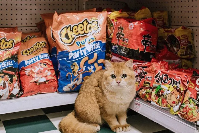 44 Adorable Cats Found Lounging And Ruling Inside NYC Bodegas