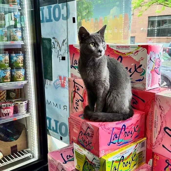 44 Adorable Cats Found Lounging And Ruling Inside NYC Bodegas