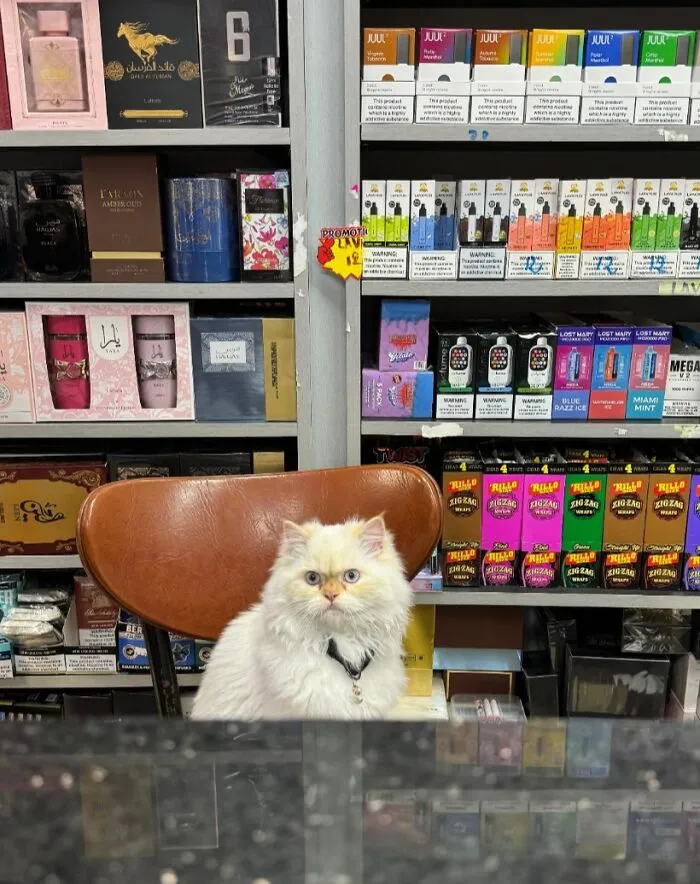 44 Adorable Cats Found Lounging And Ruling Inside NYC Bodegas