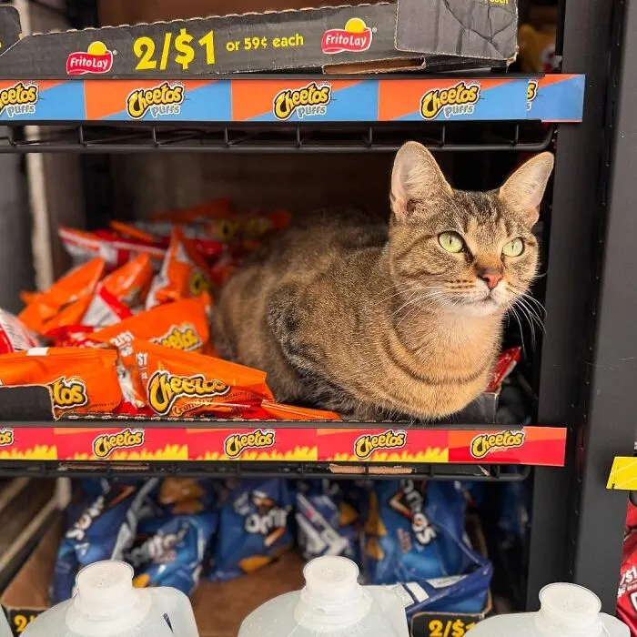 44 Adorable Cats Found Lounging And Ruling Inside NYC Bodegas