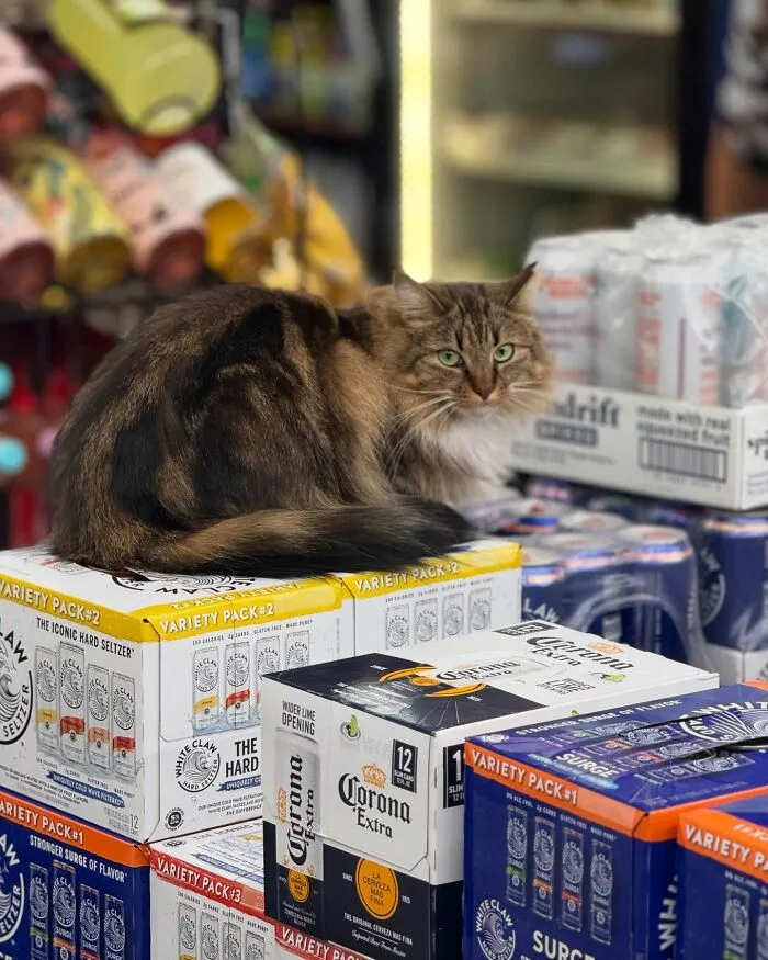 44 Adorable Cats Found Lounging And Ruling Inside NYC Bodegas