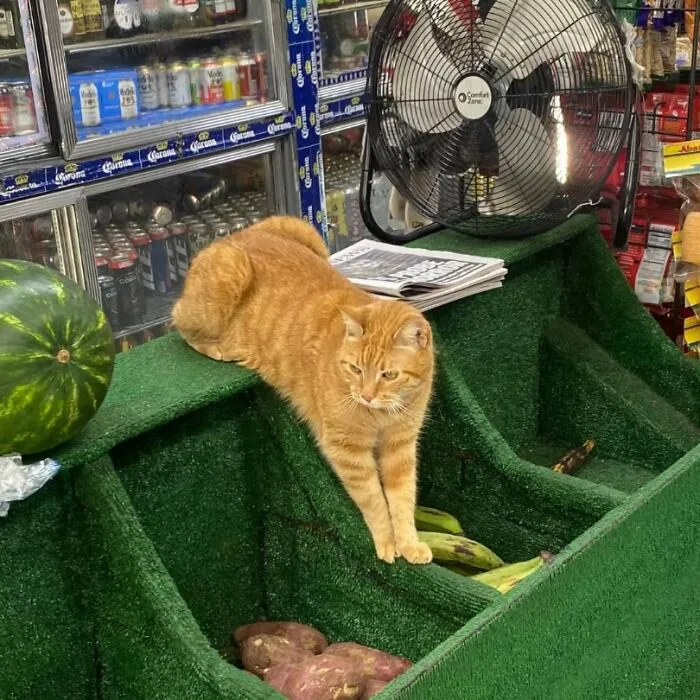 44 Adorable Cats Found Lounging And Ruling Inside NYC Bodegas