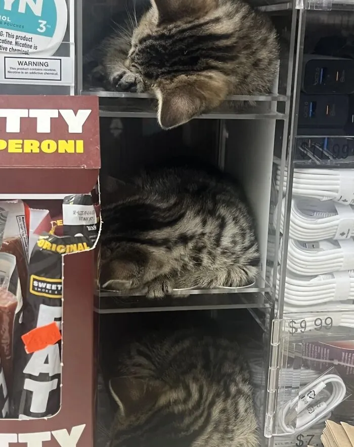 44 Adorable Cats Found Lounging And Ruling Inside NYC Bodegas