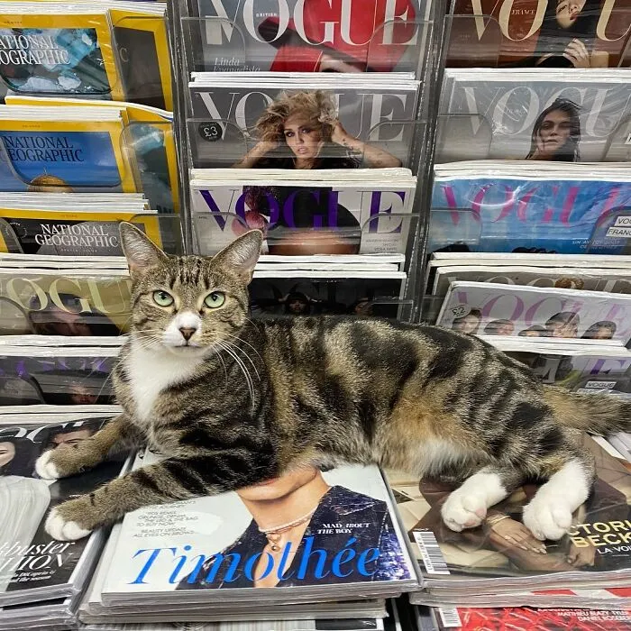 44 Adorable Cats Found Lounging And Ruling Inside NYC Bodegas