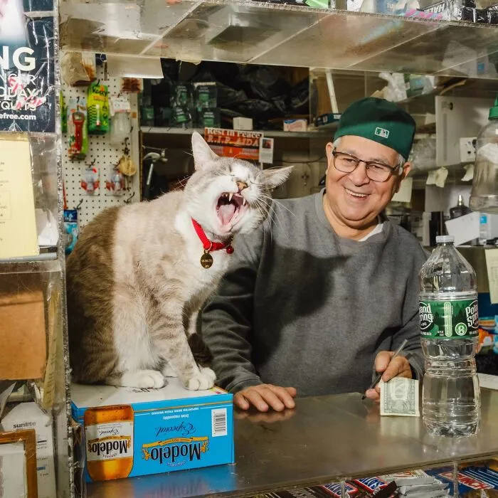 44 Adorable Cats Found Lounging And Ruling Inside NYC Bodegas