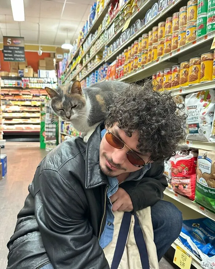 44 Adorable Cats Found Lounging And Ruling Inside NYC Bodegas