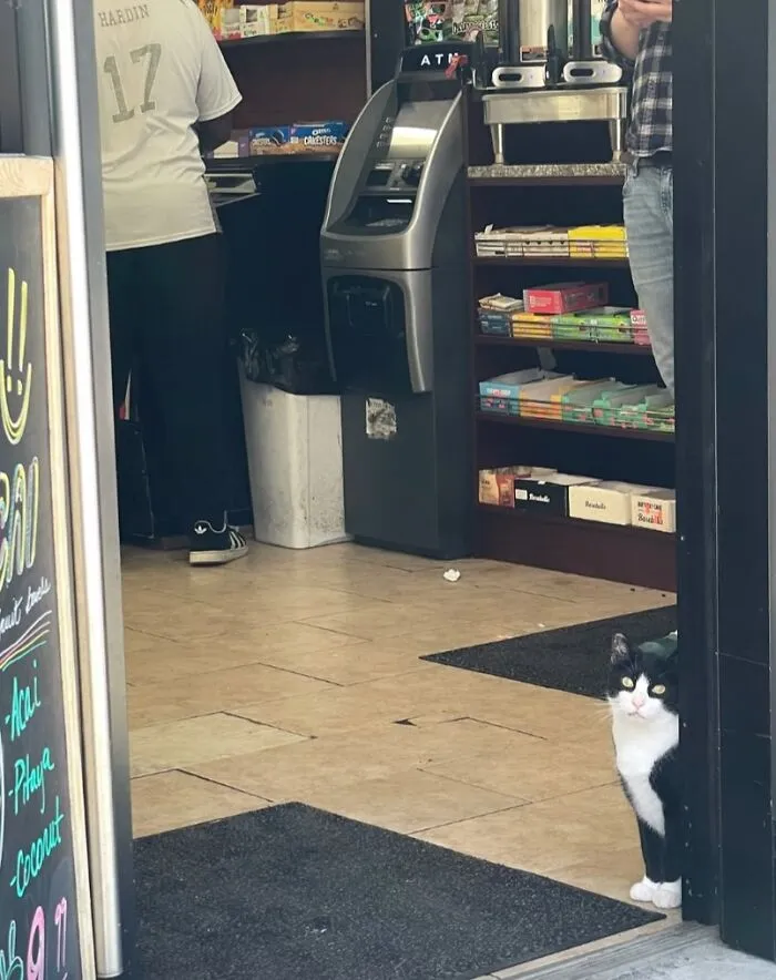 44 Adorable Cats Found Lounging And Ruling Inside NYC Bodegas