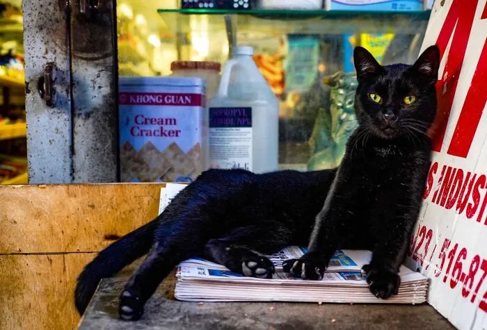 44 Adorable Cats Found Lounging And Ruling Inside NYC Bodegas