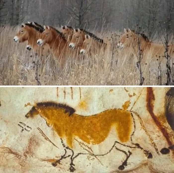 A Herd Of Wild Przhevalsky Horses In The Chernobyl Exclusion Zone