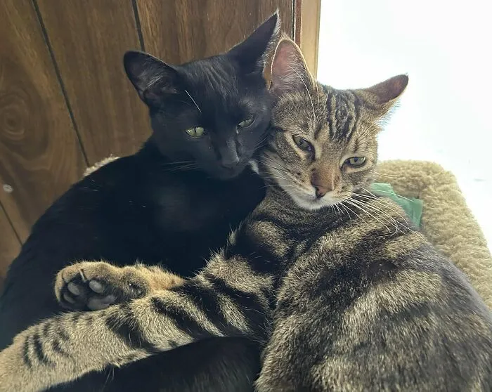 Just Adopted These Two