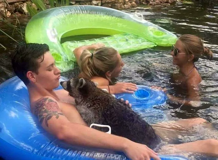 Blursed Raccoon