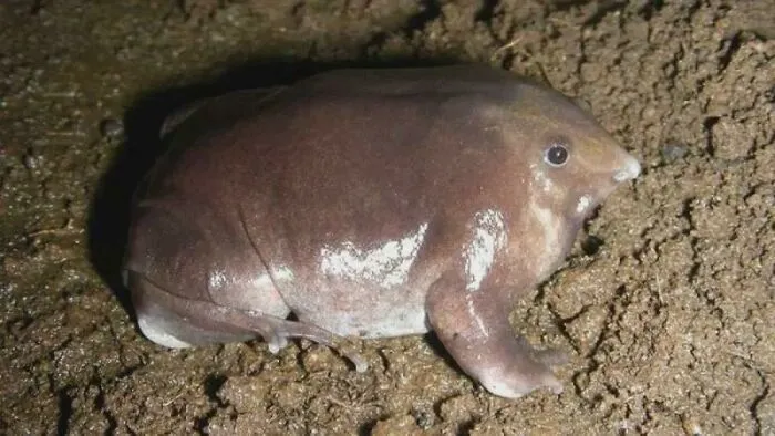 Rare animal photo of a soft, blob-like amphibian resting on wet soil in a natural habitat setting.