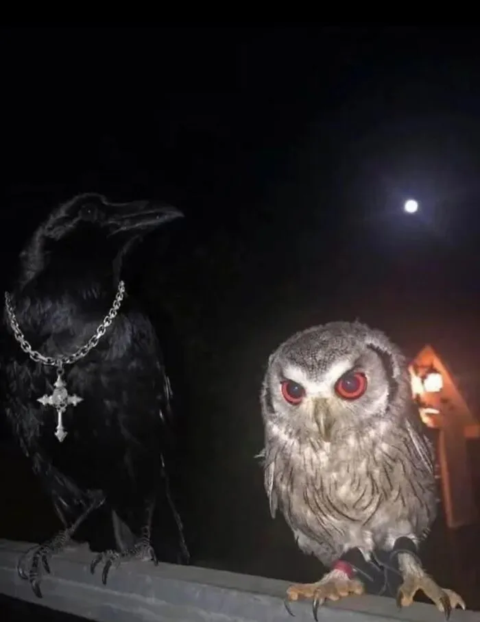 Blursed Birds