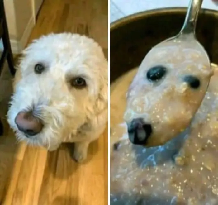 A fluffy white dog next to a spoonful of oatmeal that looks like a dog's face, illustrating internet lies humor.