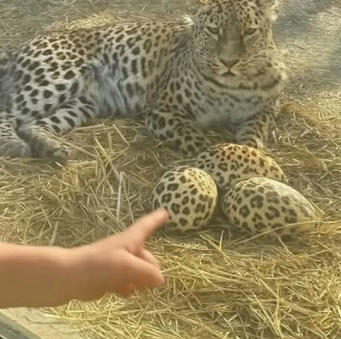 Los leopardos ponen huevos