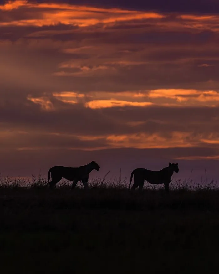 40 Breathtaking Wildlife Photos From Around The World By Hari Prasad Sridhar