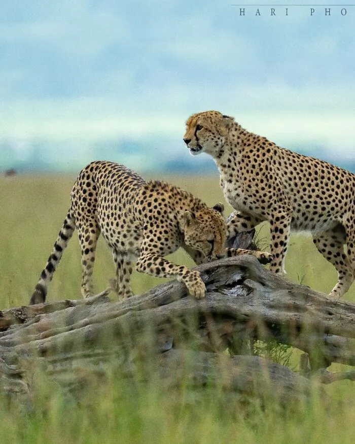40 Breathtaking Wildlife Photos From Around The World By Hari Prasad Sridhar