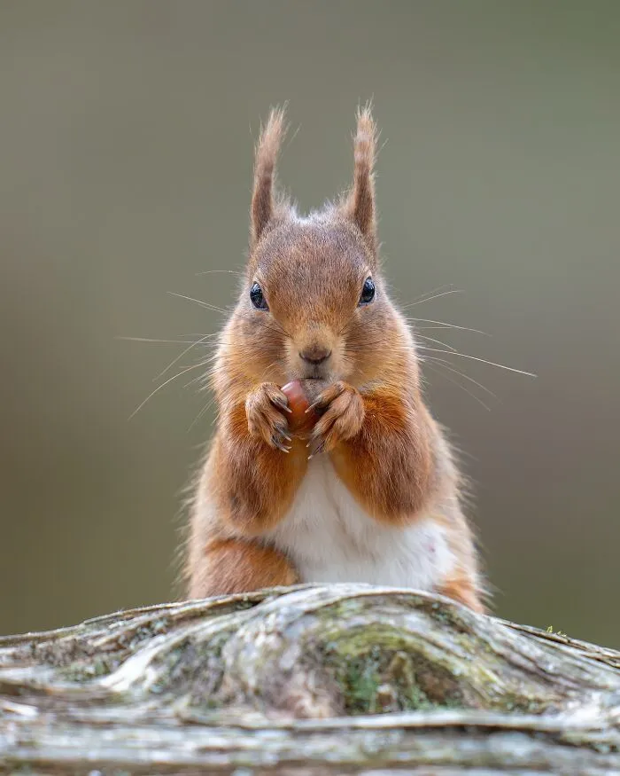 40 Breathtaking Wildlife Photos From Around The World By Hari Prasad Sridhar
