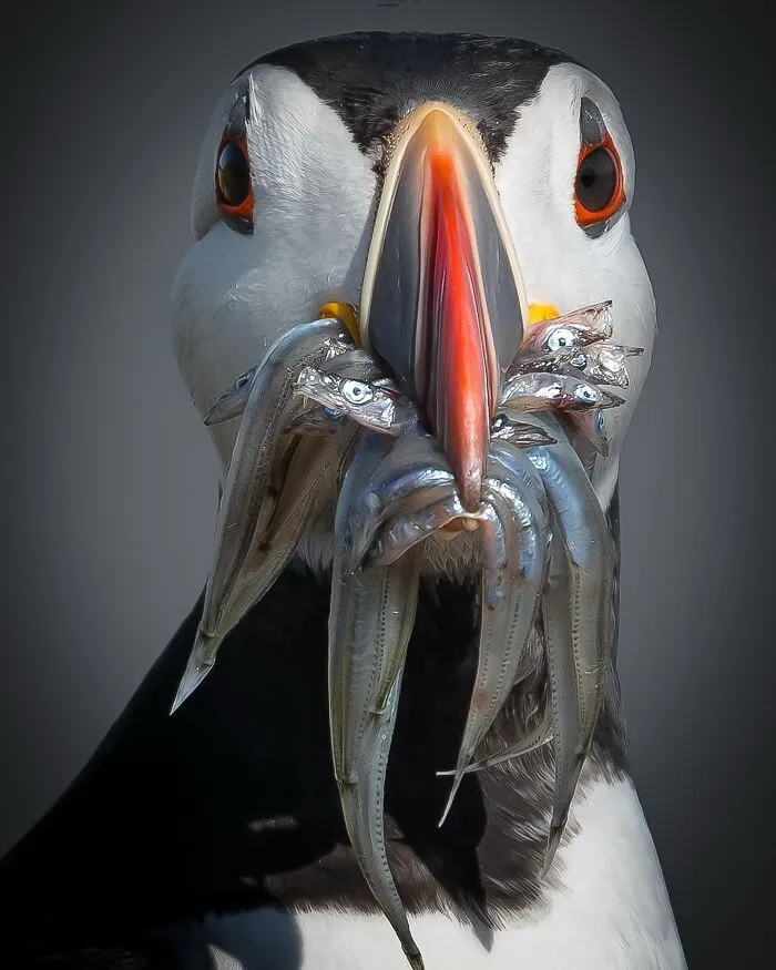 40 Breathtaking Wildlife Photos From Around The World By Hari Prasad Sridhar
