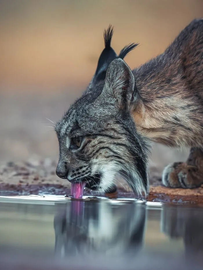 40 Breathtaking Wildlife Photos From Around The World By Hari Prasad Sridhar