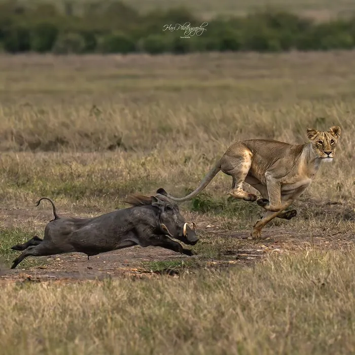 40 Breathtaking Wildlife Photos From Around The World By Hari Prasad Sridhar