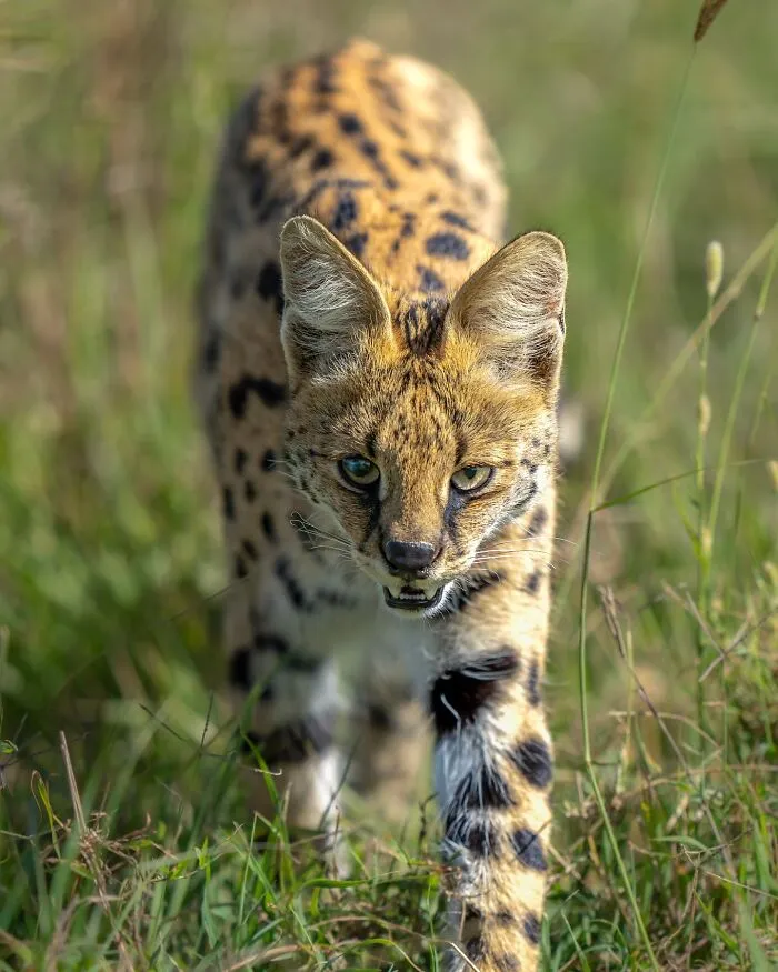 40 Breathtaking Wildlife Photos From Around The World By Hari Prasad Sridhar