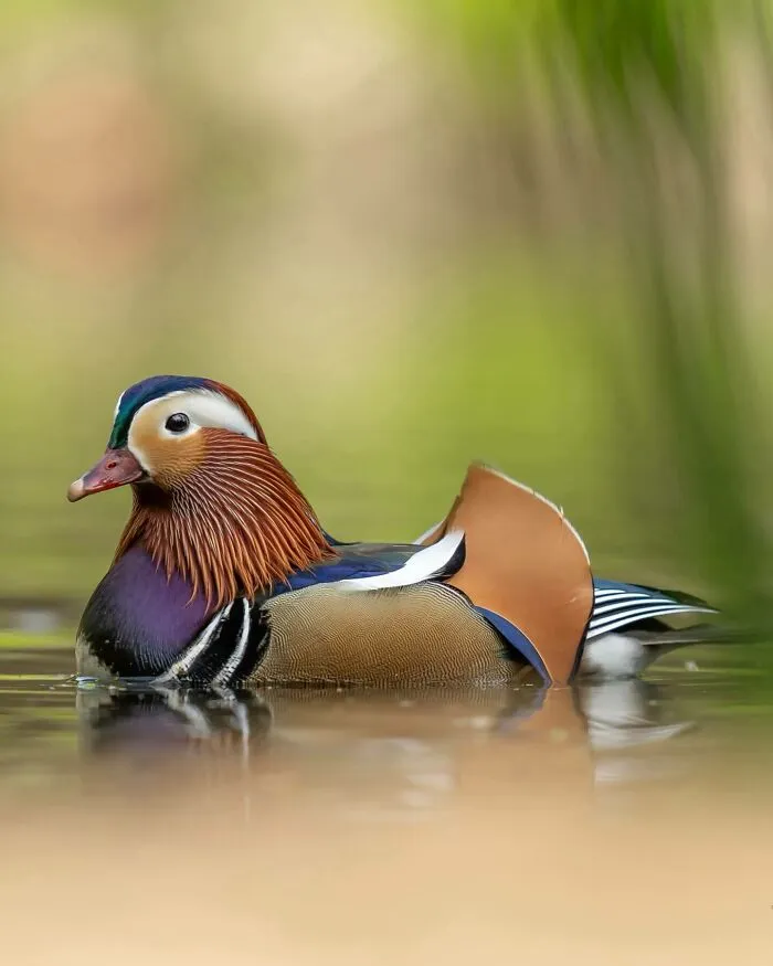 40 Breathtaking Wildlife Photos From Around The World By Hari Prasad Sridhar