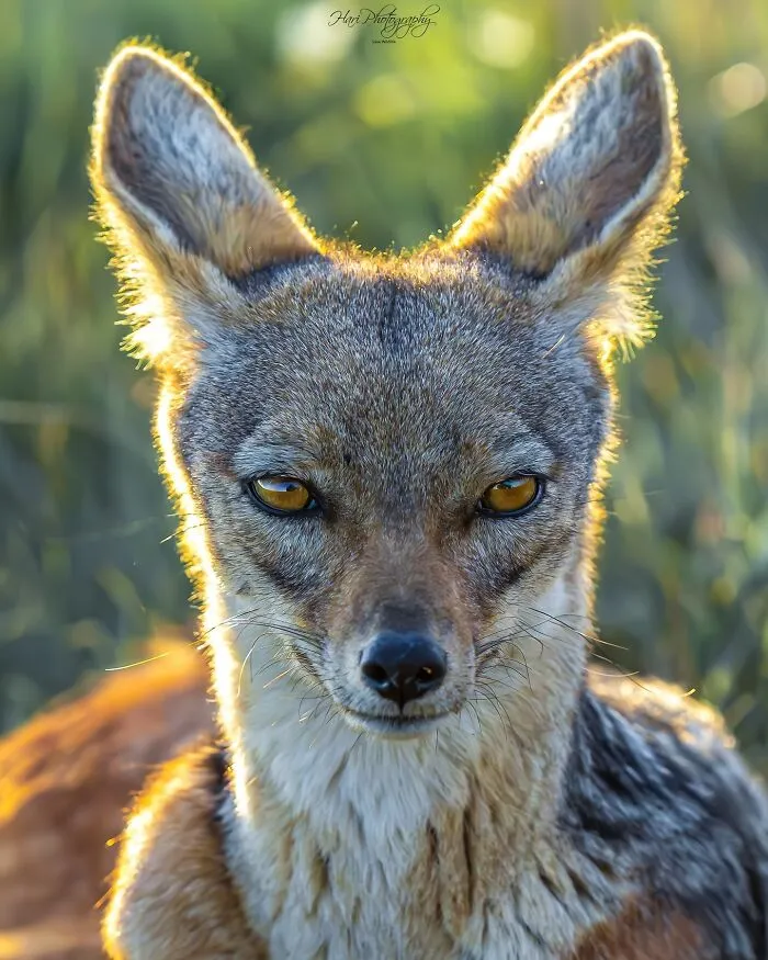 40 Breathtaking Wildlife Photos From Around The World By Hari Prasad Sridhar