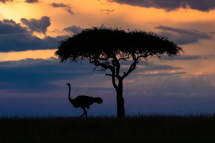 40 Breathtaking Wildlife Photos From Around The World By Hari Prasad Sridhar