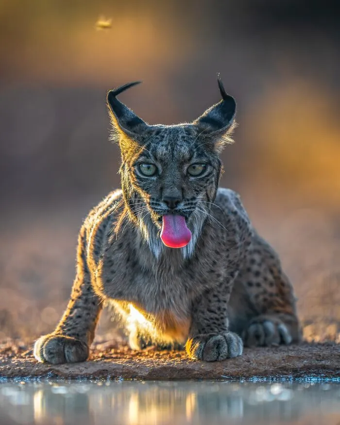 40 Breathtaking Wildlife Photos From Around The World By Hari Prasad Sridhar