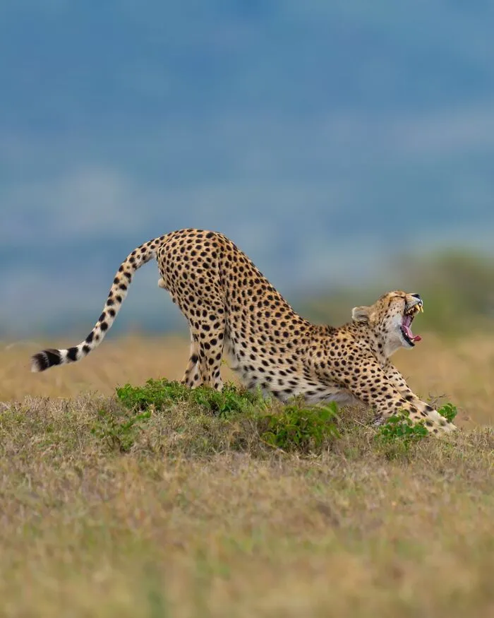 40 Breathtaking Wildlife Photos From Around The World By Hari Prasad Sridhar