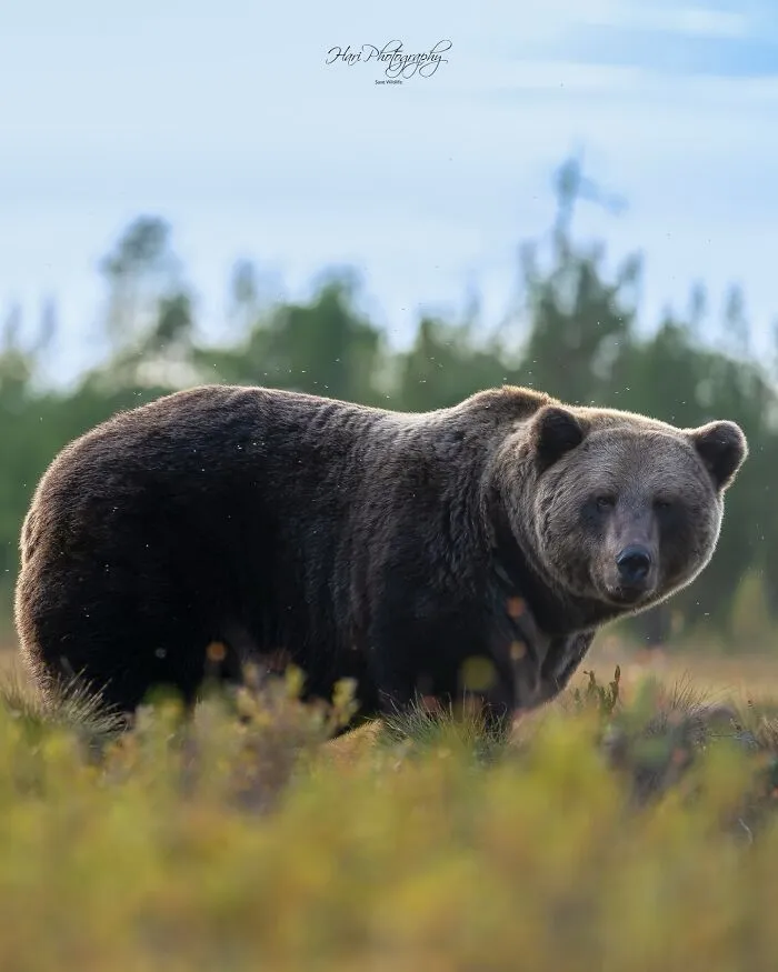 40 Breathtaking Wildlife Photos From Around The World By Hari Prasad Sridhar