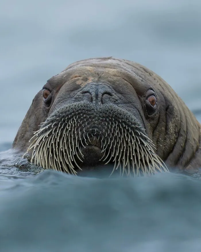40 Breathtaking Wildlife Photos From Around The World By Hari Prasad Sridhar