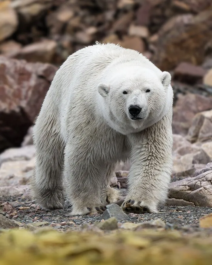 40 Breathtaking Wildlife Photos From Around The World By Hari Prasad Sridhar