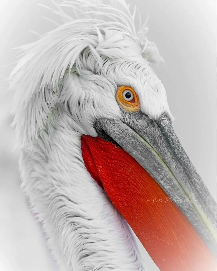 40 Breathtaking Wildlife Photos From Around The World By Hari Prasad Sridhar
